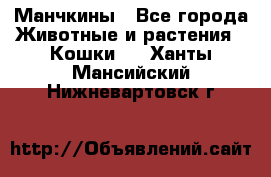 Манчкины - Все города Животные и растения » Кошки   . Ханты-Мансийский,Нижневартовск г.